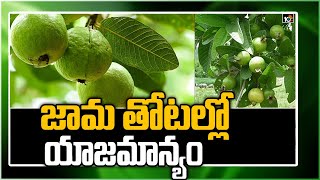 జామ తోటల్లో యాజమాన్యం | Cultivation Techniques In Guava Fruit | Matti Manishi | 10TV News