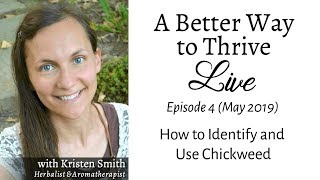 How to Identify \u0026 Use Chickweed | #ABWTTLive Ep 4