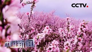 [中国新闻] 中国多地迎来踏青赏花时节 千亩桃花盛开 | CCTV中文国际