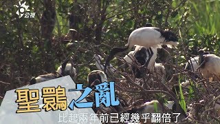 【外來種鳥類】聖䴉之亂｜搶奪鷺科鳥類棲地 (我們的島 954集  2018-05-14)