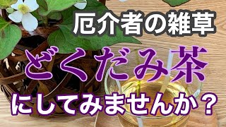 健康、そしてダイエット！いいこといっぱい！抜いても抜いても生えてくる雑草【どくだみ】お茶にして楽しもう！230609#どくだみ茶＃ダイエット#高血圧#健康茶