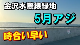 良アジ釣れるけど・・・　金沢水際線緑地　朝まずめ　旧福浦岸壁