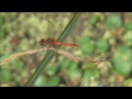 Ruddy Darter Dragonflies Sympetrum sanguineum males 15th September 2016