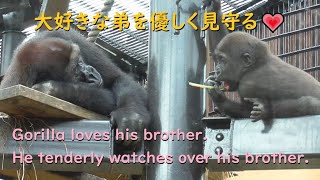 ゲンタロウは、弟を優しく見守る♪京都市動物園・ゴリラ【Gorilla,Gentaro stares calmly at the baby gorilla.】