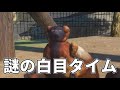 【planet zoo】サルエリアを発展させたい！アカエリマキキツネザル舎を作ります！【動物園を作ろう！ 43】