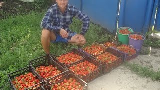 Клубника и доходы от ее выращивания !