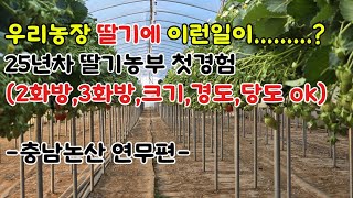 [딸기농부혁신학교] 그린톡톡 부자농법 무조건 따라하니 우리딸기가 미쳤습니다..