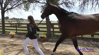 068J1 Meg Pellegrini on RF Eloquence CCI2* Long Jog 1-b Twin Rivers Ranch 2019