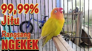 masteran lovebird MINOR ngekek panjang, pancing LB cepat gacor dan birahi ngekek