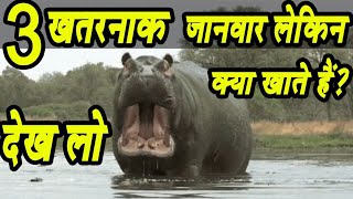 दुनिया के तीन ताकतवर जानवर क्या खाते हैं देख लो | What do the world's powerful animals eat?