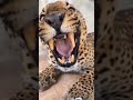 very angry cheetah!! #shorts