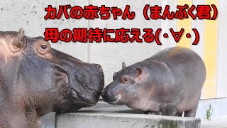 カバの赤ちゃん（まんぷく君）の母に誘われプールイン。とべ動物園