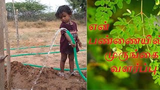 என் பண்ணையில் முருங்கை வளர்ப்பு|🔥LAKSHMI INTEGRATED FARM🔥|என்றும் தமிழ் பாரம்பரியம் வழியில்🔥