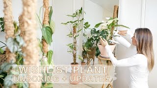 Wishlist Plant Unboxing + Updates | Monstera Albo Care