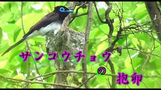 サンコウチョウ 抱卵 2018 (相模原市)