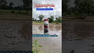 การกำจัดข้าวดีด วัชพืช#วิธีกำจัดข้าวดีดวัชพืช #ลุงตี๋ตะวันแดง #สารย่อยสลายฟางข้าว #คู่หูเกษตรพารวย