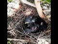 common myna mother birds bring food to baby hamat to eat bird baby