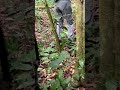 chimpanzee trekking in uganda kibale national park uganda donald j trump chimpanzeetour