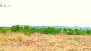 blackbuck jumping. # deer