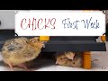 Chicks' First Week of Life