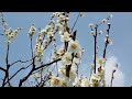 岐阜県　安八百梅園