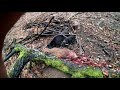 wild boar fever wild boar driven hunt ep.7