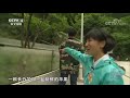 远方的家 大好河山 探访秦岭熊猫家园 cctv中文国际