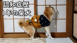 認知症歴１年の柴犬はこんな感じです。