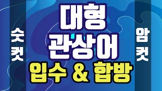 아로와나 부부 입수 합방 [ 아로와나 EP.3 ]