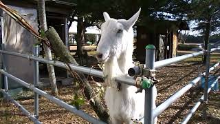 ヤギのあおい君　3ｍのつる草を食べる