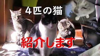 #保護猫＃ののTV　我が家の４匹の紹介を改めてします！未公開映像満載です！