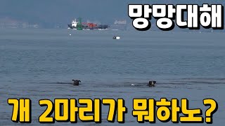 차가운 바다에서 헤엄치던 개2마리에게 무슨 일이? 리턴즈2EP-40