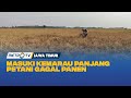 Memasuki Musim Kemarau Panjang, Petani di Lamongan Gagal Panen