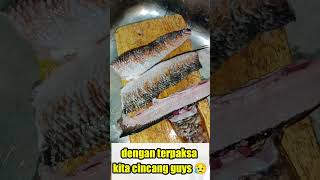 NYESEK!!! Ikan kesayangan kaku tak bernyawa || Channa  maru red sentarum || 😭😭