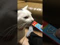 ciaoちゅ〜るの食べ方下手猫