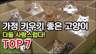 가정에서 키우기 좋은 애완고양이 추천 TOP7!!