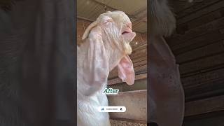 MASHALLAH HIJAJI BREED #bakra #goat #opshorts #animals #viral #1no_trending