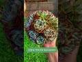 how to actually care for your succulents tips u0026 tricks