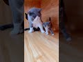 angry cat🙀😼😾 catvideos kittens catlover angrycat angrystatus cutecatstatus shorts catshorts