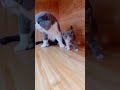 angry cat🙀😼😾 catvideos kittens catlover angrycat angrystatus cutecatstatus shorts catshorts