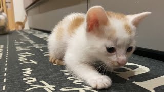 猫の子育て３２　猫用の新しいアイテムを手に入れました