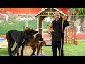 CESAR MILLAN TEACHES YOU HOW TO USE THE LEASH!