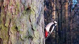 Strakapoud velký -  Dendrocopus major