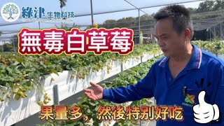 白草莓 顧好顧滿 蚜蟲危害 紅蜘蛛危害無毒防治 【綠津生物科技】