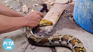 Pythons Skinned Alive for #Snakeskin Accessories 🐍💔