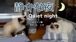 バーマン猫ガブとミカがまったり過ごす【静かな夜】Quiet night（バーマン猫）Birman/Cat