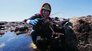 法国赶海抓龙虾，4斤重巨大蓝色龙虾，做龙虾刺身甜脆