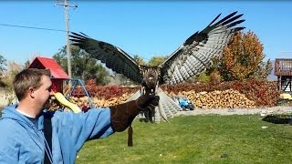 Neighbor training a red-tail hawk