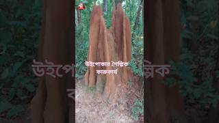 উইপোকার শৈল্পিক কারুকার্য || Artifacts of Termites #viralshort #artifacts #termites #viralshorts