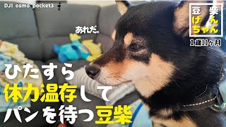 【豆柴】散歩から帰ってきたら、パンですね